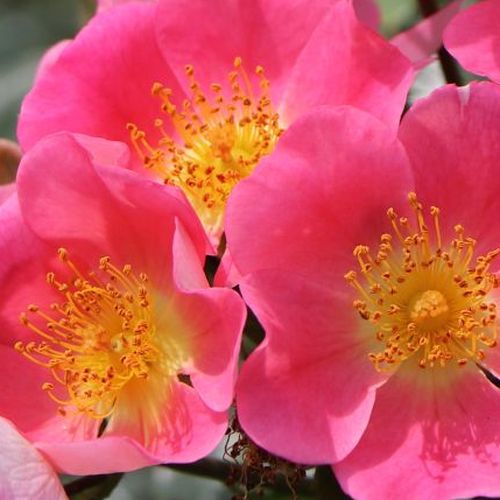 Online rózsa webáruház - talajtakaró rózsa - rózsaszín - Rosa Topolina® - nem illatos rózsa - Tim Hermann Kordes - Klasszikus talajtakaró, kompakt és alacsony növekedéssel.A virágok lapos, nyitott formájúak,csábítják a méheket.Ideális ágyások, sziklakerte